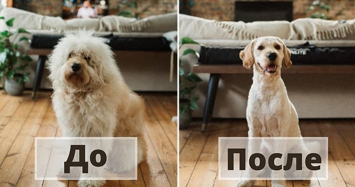 Их не узнать! Сбитые с толку владельцы принесли своих собак к грумеру и думали, что вернули домой не своего питомца (Часть 1)