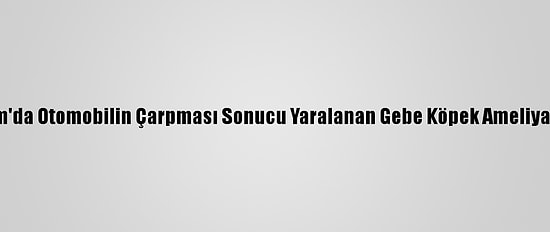 Bodrum'da Otomobilin Çarpması Sonucu Yaralanan Gebe Köpek Ameliyat Edildi