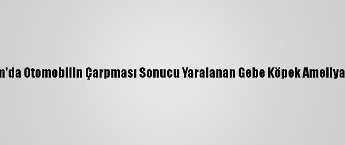 Bodrum'da Otomobilin Çarpması Sonucu Yaralanan Gebe Köpek Ameliyat Edildi