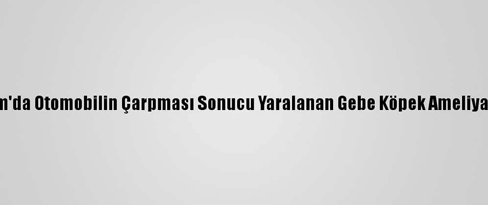 Bodrum'da Otomobilin Çarpması Sonucu Yaralanan Gebe Köpek Ameliyat Edildi