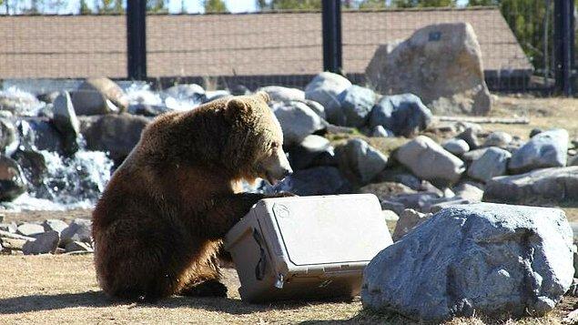 8. Montana'daki Bozayı & Kurt Keşif Merkezi'nde ayıların gerçek bir mesleği var.