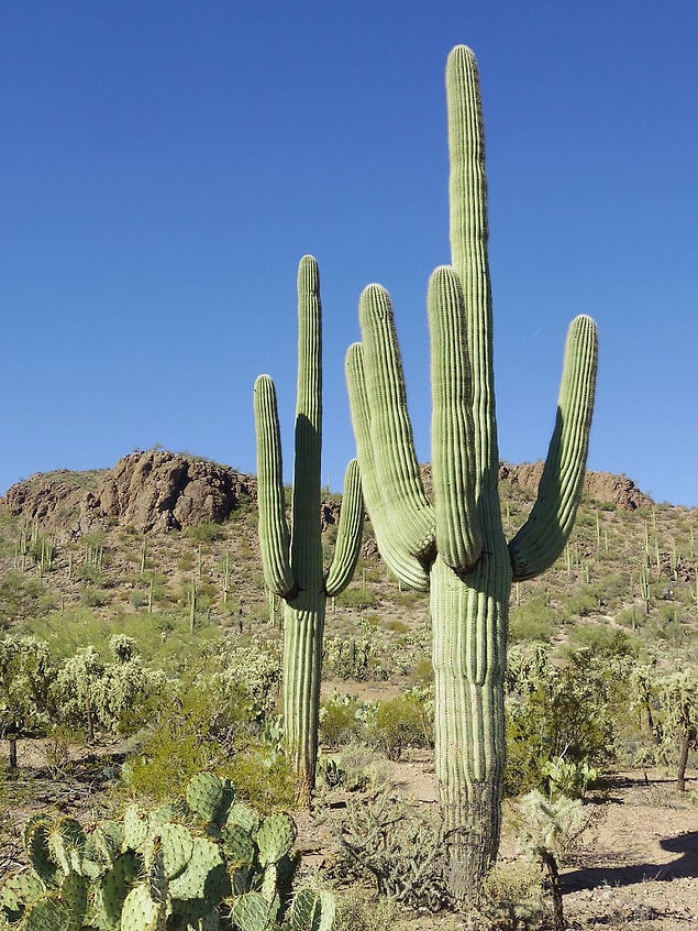 12. 125 yaşındaki Saguaro kaktüsünü kesmeye çalışan bir adam kaktüs tarafından öldürüldü.