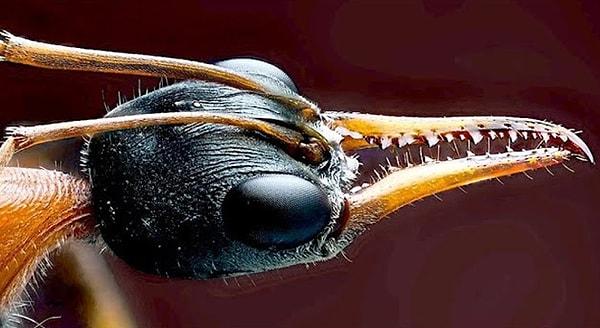 17. Ağaç karıncaları kolonilerini koruyabilmek için ağaç reçinesi ve formik asit kullanarak antibiyotik sentezleyebiliyorlar.