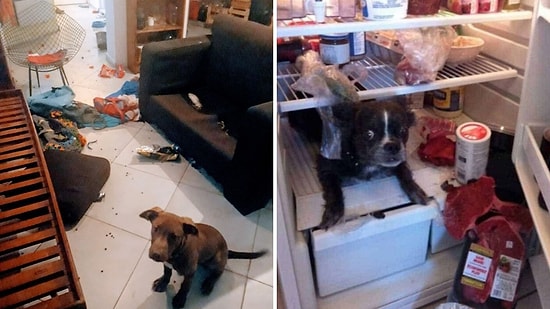 20 питомцев, которых поймали за очередным хулиганством (и, похоже, они ни о чем не жалеют)