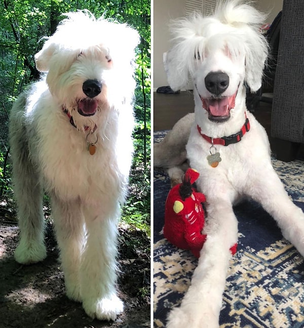 2. Уволил моего грумера сегодня это :D