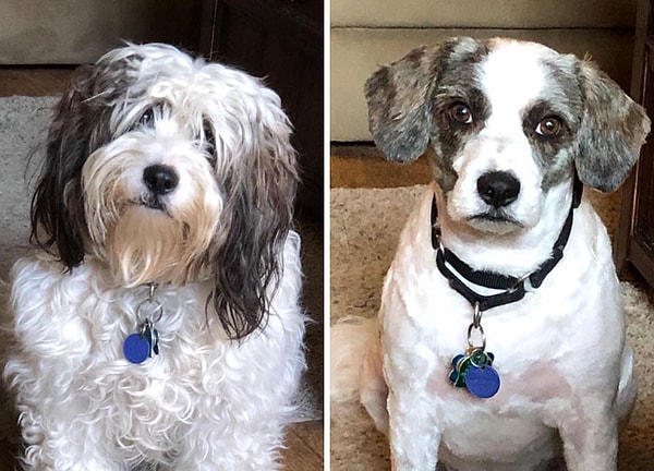 4. Отнес своего песика к грумеру. Забрал обратно совсем другую собачку