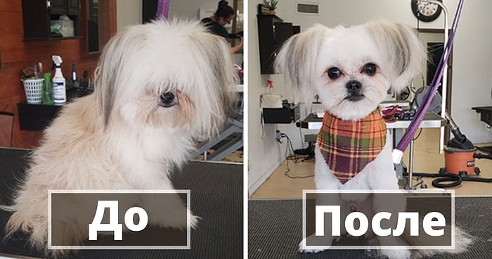 Их не узнать! Сбитые с толку владельцы принесли своих собак к грумеру и думали, что вернули домой не своего питомца (Часть 2)