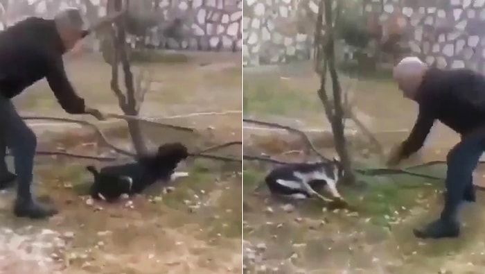 Söyleyecek Söz Kalmadı! Elindeki Sopayla Vura Vura Köpeği Öldüren Cani