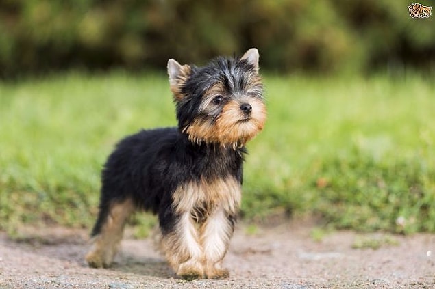Terrier!