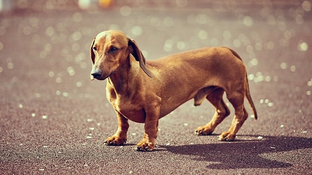 Dakhund!
