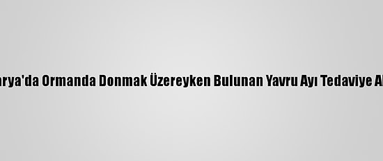 Sakarya'da Ormanda Donmak Üzereyken Bulunan Yavru Ayı Tedaviye Alındı