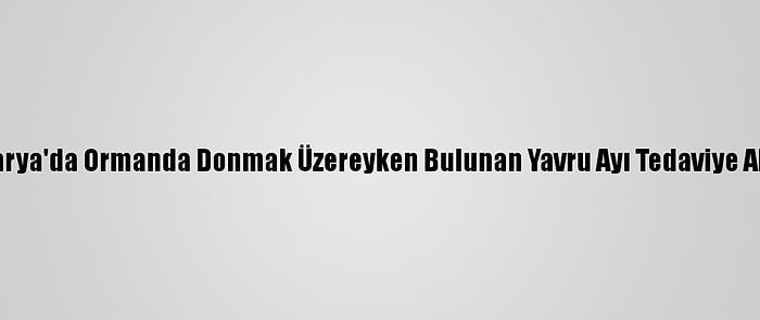 Sakarya'da Ormanda Donmak Üzereyken Bulunan Yavru Ayı Tedaviye Alındı