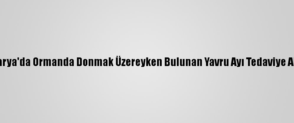 Sakarya'da Ormanda Donmak Üzereyken Bulunan Yavru Ayı Tedaviye Alındı