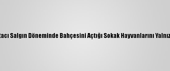 Emekli Postacı Salgın Döneminde Bahçesini Açtığı Sokak Hayvanlarını Yalnız Bırakmadı