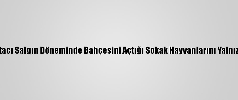 Emekli Postacı Salgın Döneminde Bahçesini Açtığı Sokak Hayvanlarını Yalnız Bırakmadı