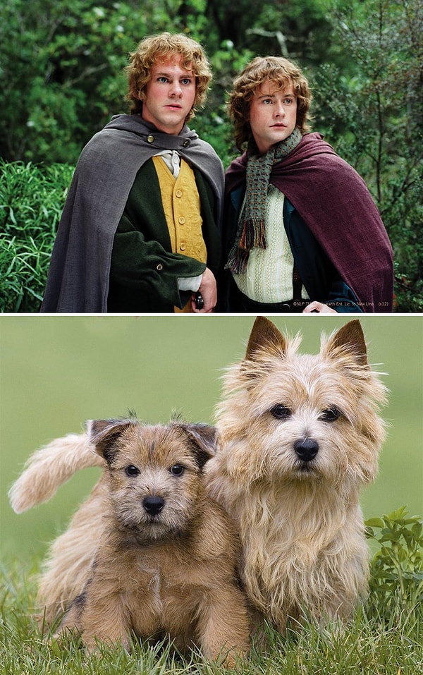 8. Мериадок и Перегрин Тук