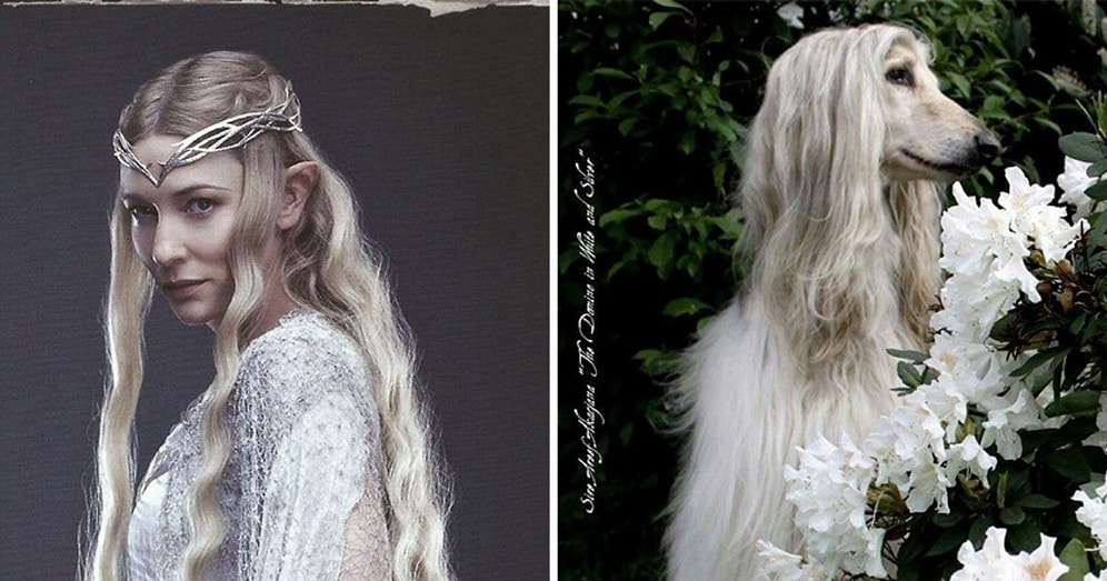 Как бы выглядели герои фильма "Властелин колец", если бы режисер взял на их роль собачек