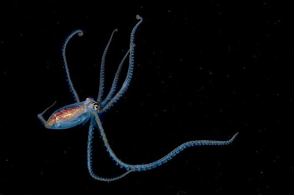 «Для подводных фотографов запечатлеть черноводных существ - привилегия»