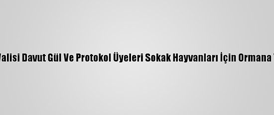 Gaziantep Valisi Davut Gül Ve Protokol Üyeleri Sokak Hayvanları İçin Ormana Yem Bıraktı