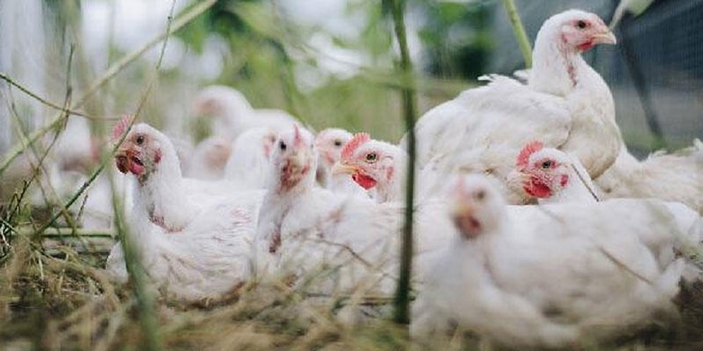 Kuş Gribi Nedeniyle 410 Bin Tavuk İtlaf Edilecek