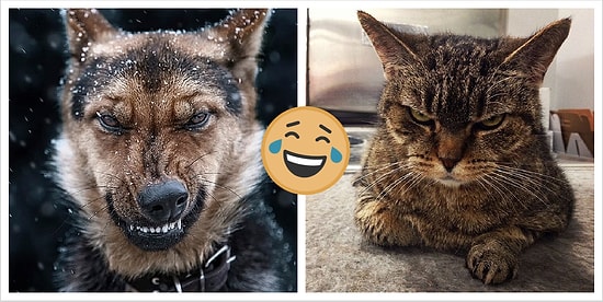 10 животных, которых все бесят (gif c недовольными котиками и не только)