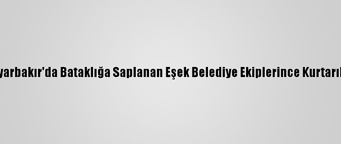 Diyarbakır'da Bataklığa Saplanan Eşek Belediye Ekiplerince Kurtarıldı
