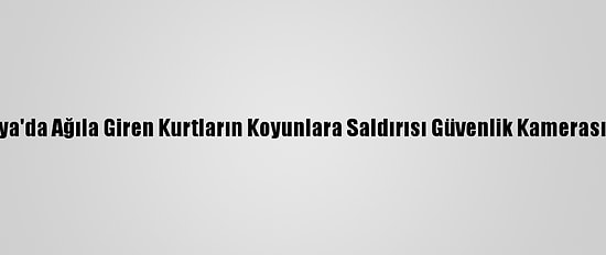Konya'da Ağıla Giren Kurtların Koyunlara Saldırısı Güvenlik Kamerasında