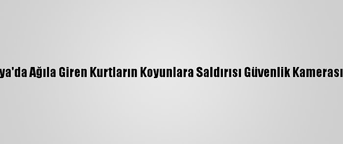 Konya'da Ağıla Giren Kurtların Koyunlara Saldırısı Güvenlik Kamerasında