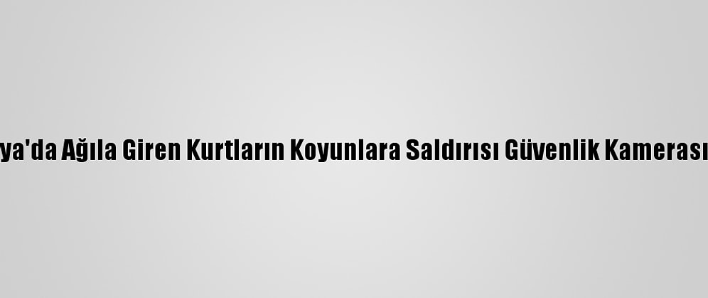 Konya'da Ağıla Giren Kurtların Koyunlara Saldırısı Güvenlik Kamerasında