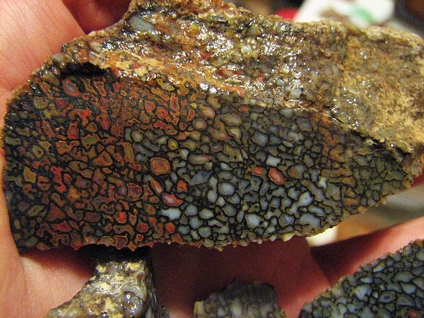 10. Кость динозавра внутри