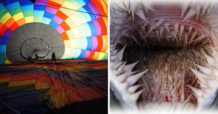 10 фотографий, которые покажут, что прячется внутри привычных предметов, животных и природных явлений