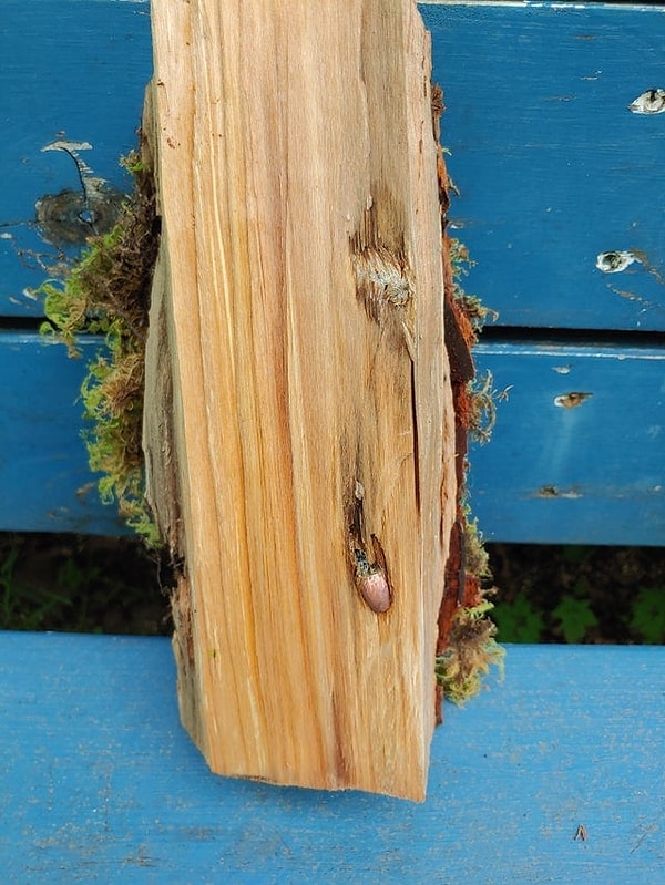 1. Пуля внутри бревна