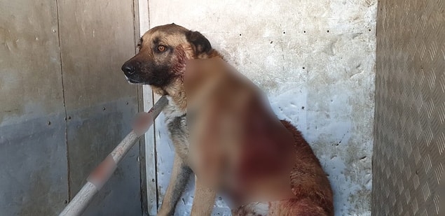 Köpek tüfekten çıkan saçmaların sırt kısmına isabet etmesi sonucu yaralanırken Mehmet K. bölgeden uzaklaştı.
