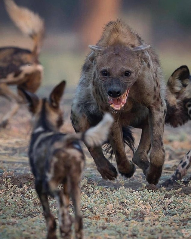 2. "Bir yaban köpeği kovalayan sırtlan"