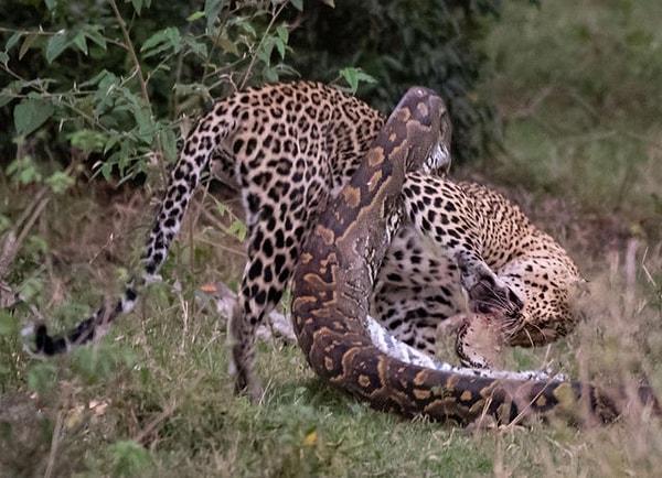 1. "Kenya'da bir leopar tarafından yenmeye çalışan piton yılanı"