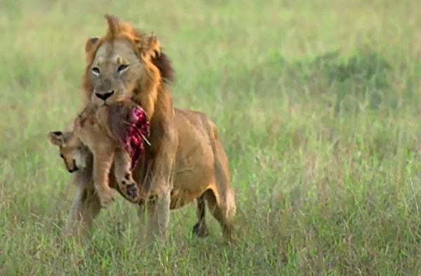 7. "Öldürülmüş bir aslan leşi taşıyan başka bir aslan"