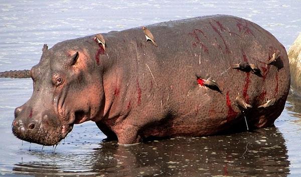 8. "Mücadeleyi kaybeden zavallı hipopotam"