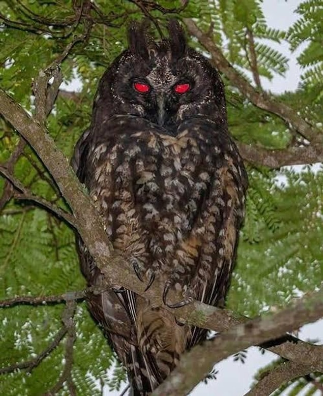 16. Stygian baykuşu (Asio stygius)