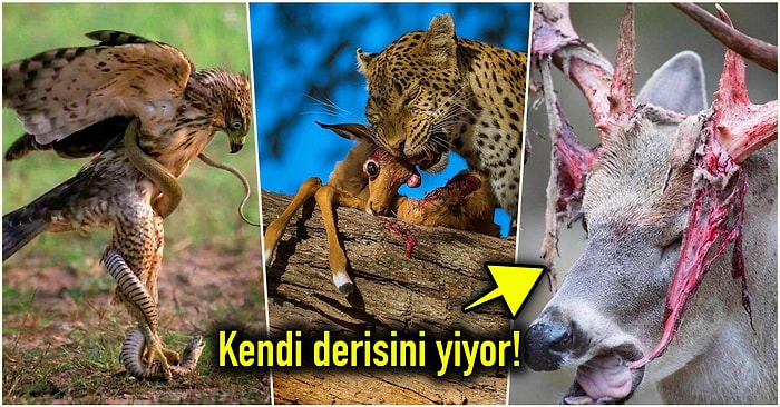 Doğanın Korkutucu Yüzünü İliklerinize Kadar Hissetmenize Sebep Olacak Birbirinden Ürkütücü 17 Yeni Fotoğraf