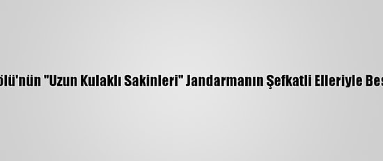 Hazar Gölü'nün "Uzun Kulaklı Sakinleri" Jandarmanın Şefkatli Elleriyle Besleniyor