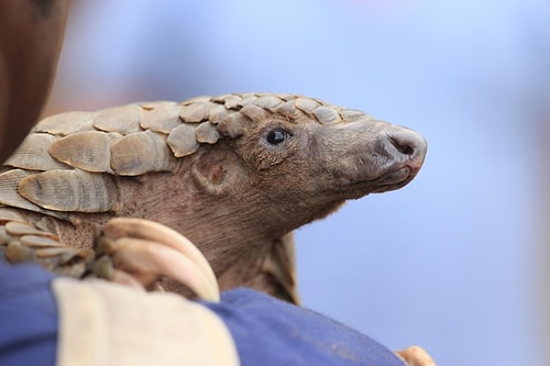 Pangolinlerde İnsana Sıçrayabilecek Farklı Bir Koronavirüs Belirlendi