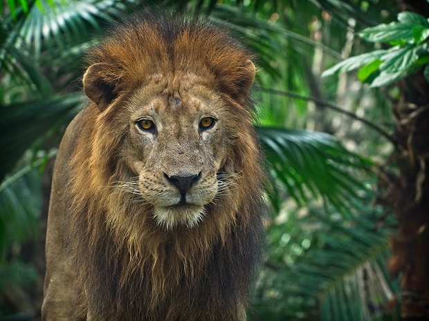 Aslan!