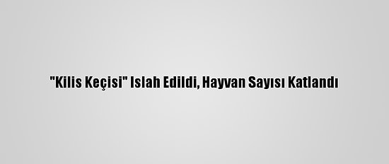 "Kilis Keçisi" Islah Edildi, Hayvan Sayısı Katlandı