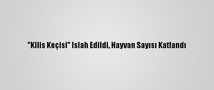 "Kilis Keçisi" Islah Edildi, Hayvan Sayısı Katlandı