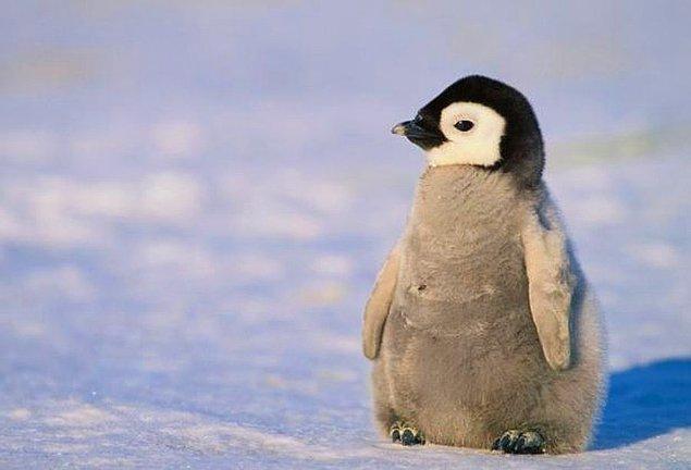 Sen bir penguenle arkadaş olmalısın!