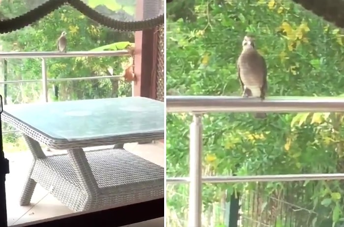 Ev Sahibinin Kedilere Mama Verdiğini Fark Eden Alakarga, Karnını Doyurabilmek İçin Kedi Taklidi Yapıyor