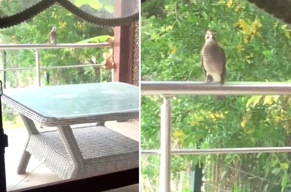 Ev Sahibinin Kedilere Mama Verdiğini Fark Eden Alakarga, Karnını Doyurabilmek İçin Kedi Taklidi Yapıyor