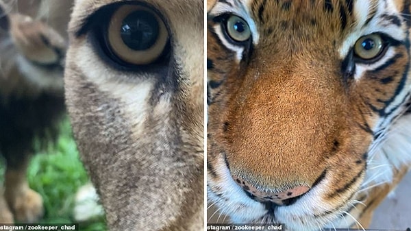 Чад является управляющим директором Сиднейского парка дикой природы Фезердейл и парка дикой природы Мого в Новом Южном Уэльсе, Австралия, и отвечает за содержание более 2200 животных на обоих территориях, включая более 30 редких и исчезающих видов.