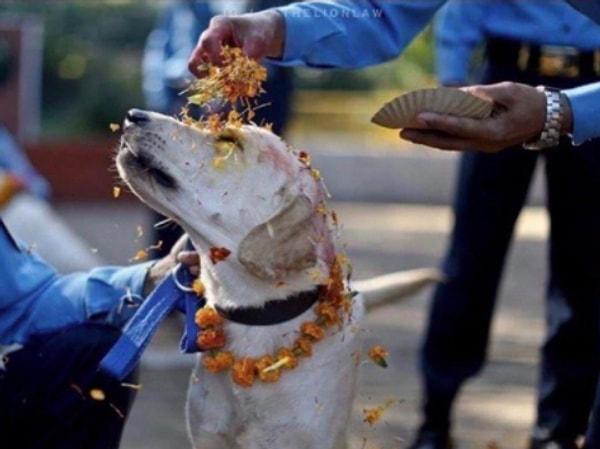 10. Nepal'de Kukur Tihar isimli, köpeklerin arkadaşlıklarını ve sadık oluşlarını bütün gün kutlayan bir festival bulunur.