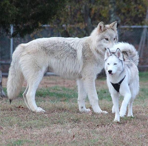 21. Husky cins köpek ve bir kurt karşılaştırması. Kurt, köpekten yaklaşık olarak 3 kat daha büyük.